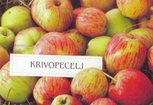 Krivopecelj.jpg