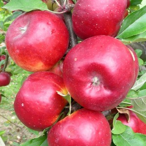 Red Topaz.jpg