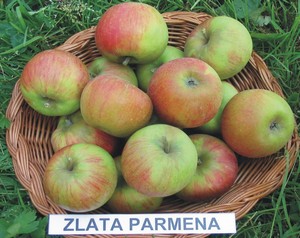 Zlata permena.jpg