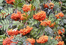 Sorbus aucuparia - jerebika