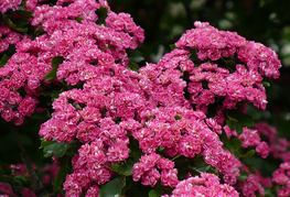 Crataegus laevigata 'Paul's Scarlet' - rdečecvetni glog