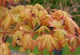 Acer palmatum 'Katsura' - japonski javor