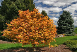 Acer palmatum 'Orange Dream' - japonski javor