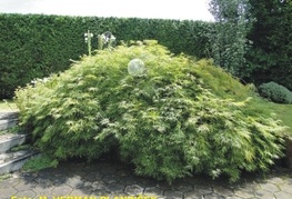 Acer palmatum 'Dissectum' - japonski javor