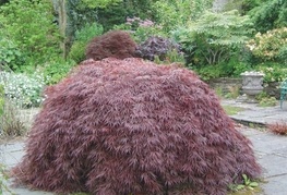 Acer palmatum 'Dissectum Atropurpureum' - rdečelistni japonski javor