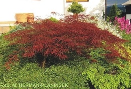 Acer palmatum 'Dissectum Garnet' - rdečelistni japonski javor