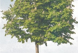 Aesculus hippocastanum - divji kostanj