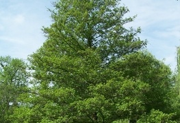 Alnus glutinosa - črna jelša