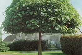 Catalpa bignonioides 'Nana' - mala katalpa