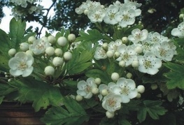 Crataegus monogyna - glog