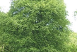 Fagus sylvatica - bukev