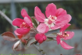 Malus 'Liset' - okrasna jablana