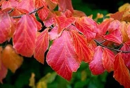 Parrotia persica - perzijska bukev