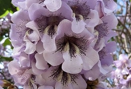 Paulownia tomentosa - pavlovnija