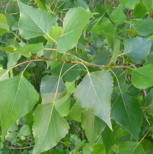 Populus - listi.jpg