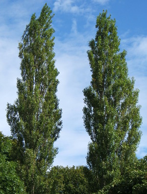 Populus_nigra_.jpg