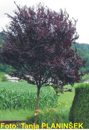 Prunus ceracifera Nigra 1.jpg