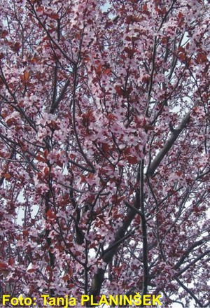 Prunus ceracifera Nigra.jpg