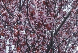 Prunus cerasifera 'Nigra' (= P. 'Blaze', P. 'Pissardii Nigra', P. cersifera var. pissardii nigra) - rdečelistna sliva