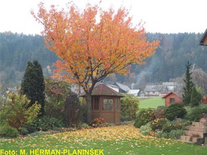 Prunus serrulata Kanzan 3.jpg