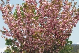 Prunus serrulata 'Kanzan' (= P. 'Sekiyama', P. serrulata f. purpurascens) - japonska češnja