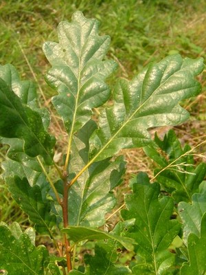 Quercus petraea.jpg