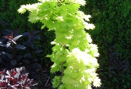 Acer shirosavanum 'Aureum' - zlatolistni japonski javor