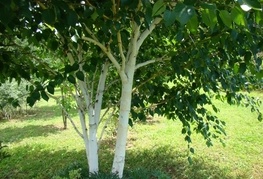 Betula utilis 'Doorenbos' - himalajska breza