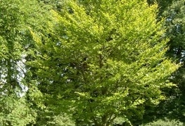 Fagus sylvatica 'Zlatia' - rumenolistna bukev