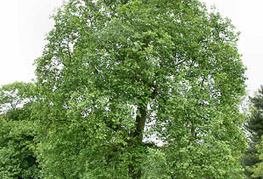 Liriodendron tulipifera - tulipanovec