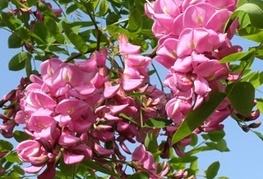 Robinia 'Casque Rouge' - akacija