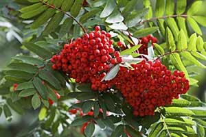 sorbus aaucoparia edulis.jpg