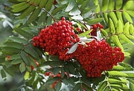 Sorbus aucuparia 'Edulis' - jerebika