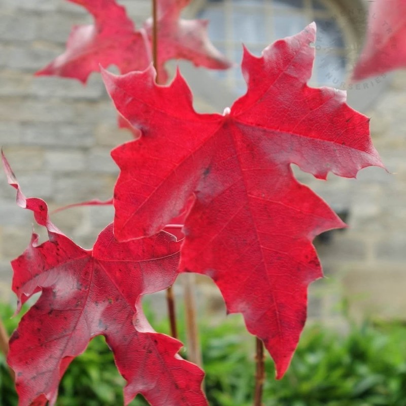 Acer Pacific Sunset 1.jpeg