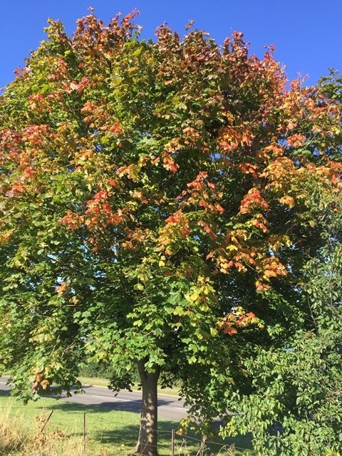 Acer Pacific Sunset.jpeg