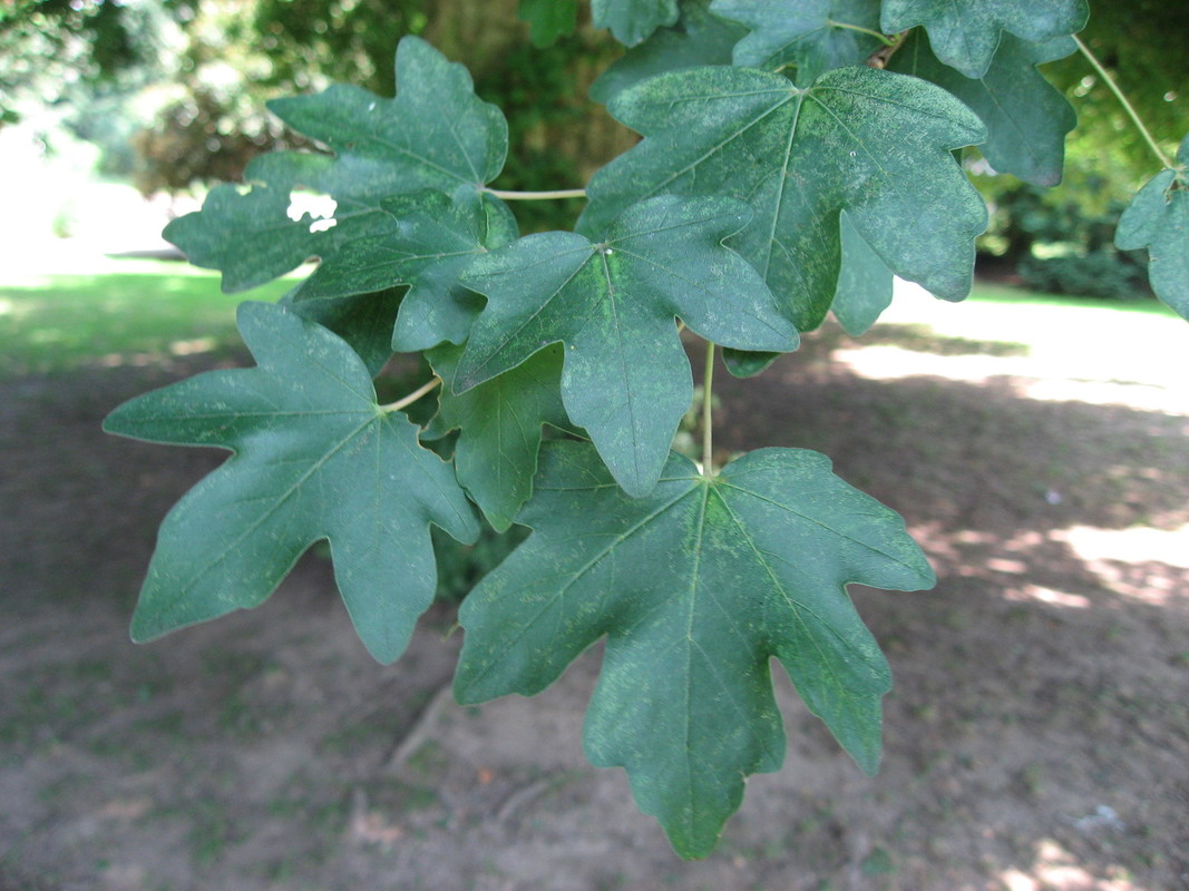 Acer campestre 1.jpg