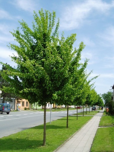 Acer campestre Elsrijk.jpg