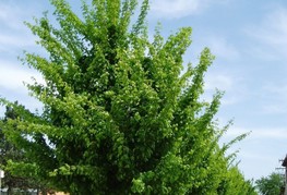 Acer campestre 'Elsrijk' - maklen, polski javor