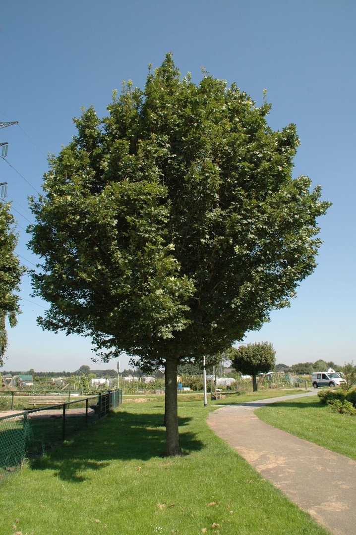 Acer campestre Huibers Elegant.jpg