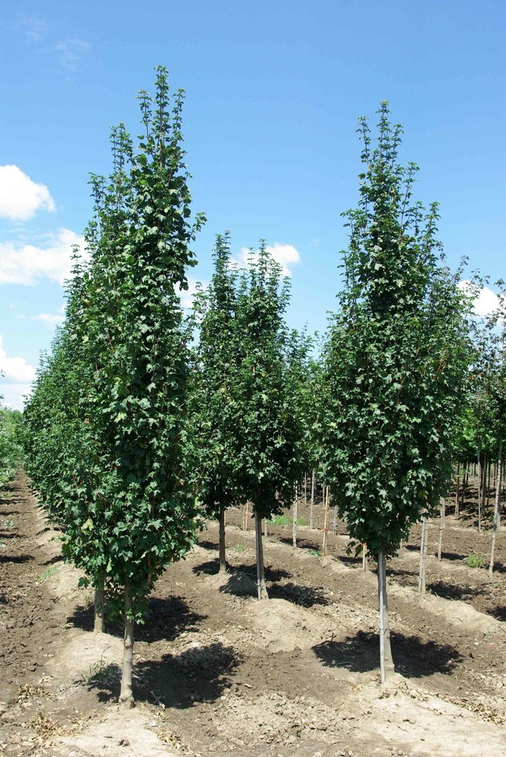 Acer campestre Korinthosz.jpg