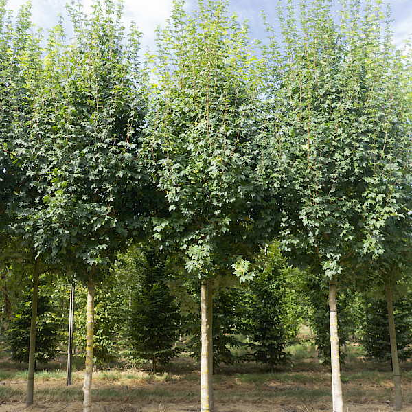 Acer campestre Lienco.jpg