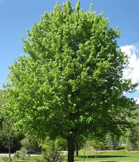 Acer campestre.jpg