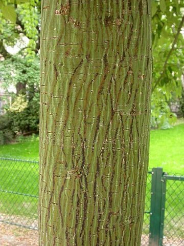 Acer davidii 1.jpg