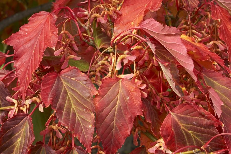 Acer davidii.jpg