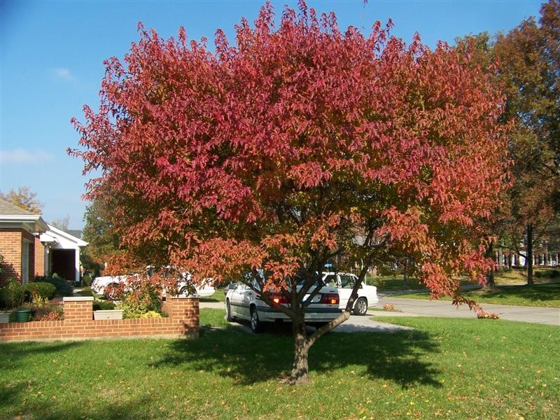 Acer ginnala 1.jpg