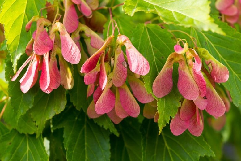 Acer ginnala 2.jpeg