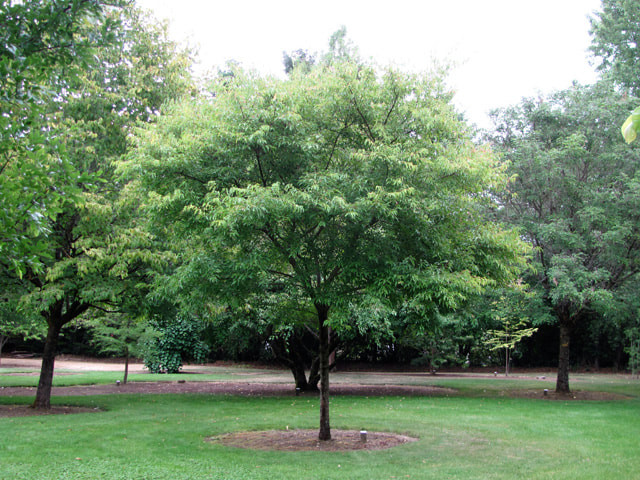 Acer ginnala.jpg