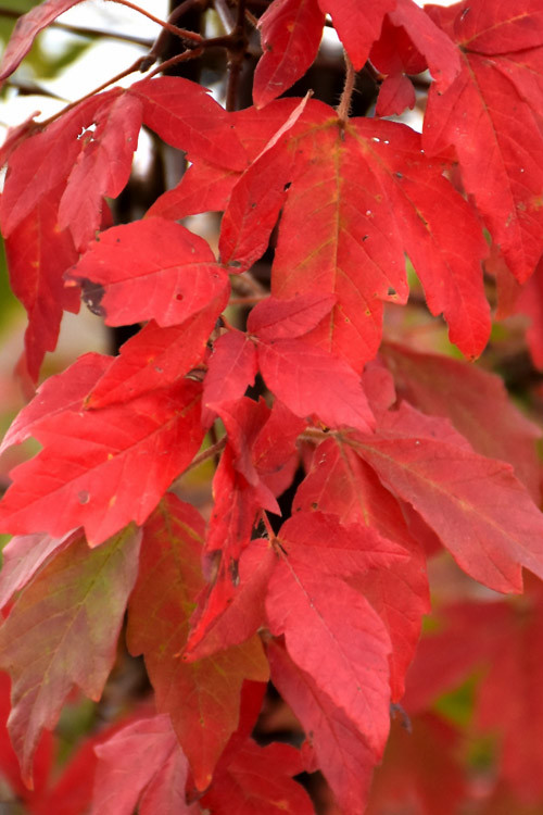Acer griseum 1.jpg