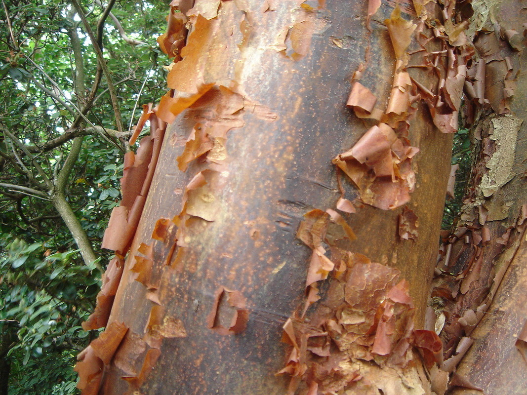 Acer griseum.jpg