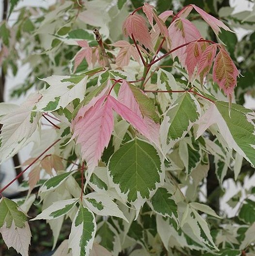 Acer negundo Flamingo.jpg